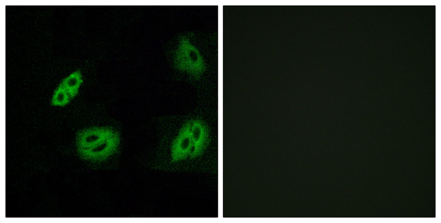 Olfactory receptor 4B1 Rabbit Polyclonal Antibody