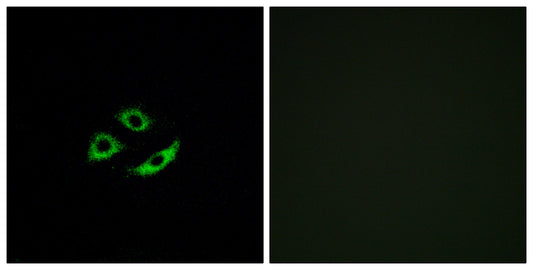 Olfactory receptor 4C12 Rabbit Polyclonal Antibody