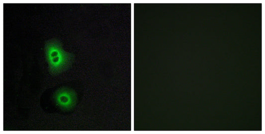 Olfactory receptor 4C16 Rabbit Polyclonal Antibody