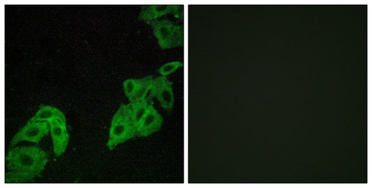 Olfactory receptor 4C3 Rabbit Polyclonal Antibody