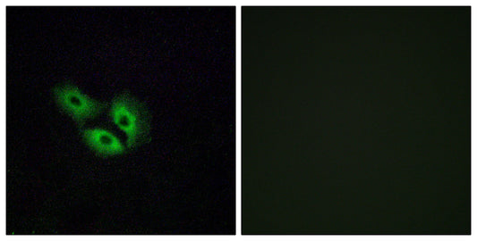 Olfactory receptor 4E2 Rabbit Polyclonal Antibody