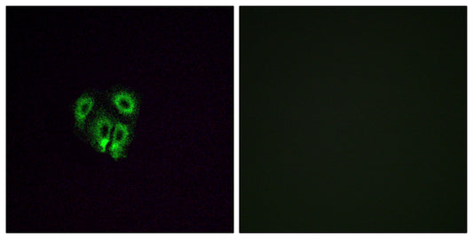 Olfactory receptor 4F4 Rabbit Polyclonal Antibody