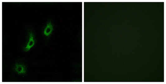 Olfactory receptor 4L1 Rabbit Polyclonal Antibody