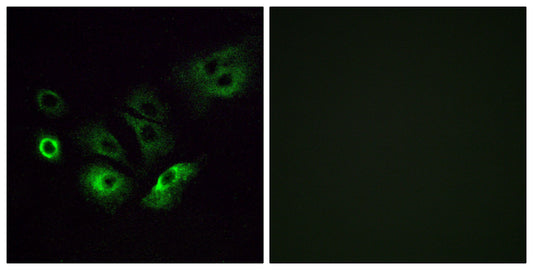Olfactory receptor 4Q3 Rabbit Polyclonal Antibody