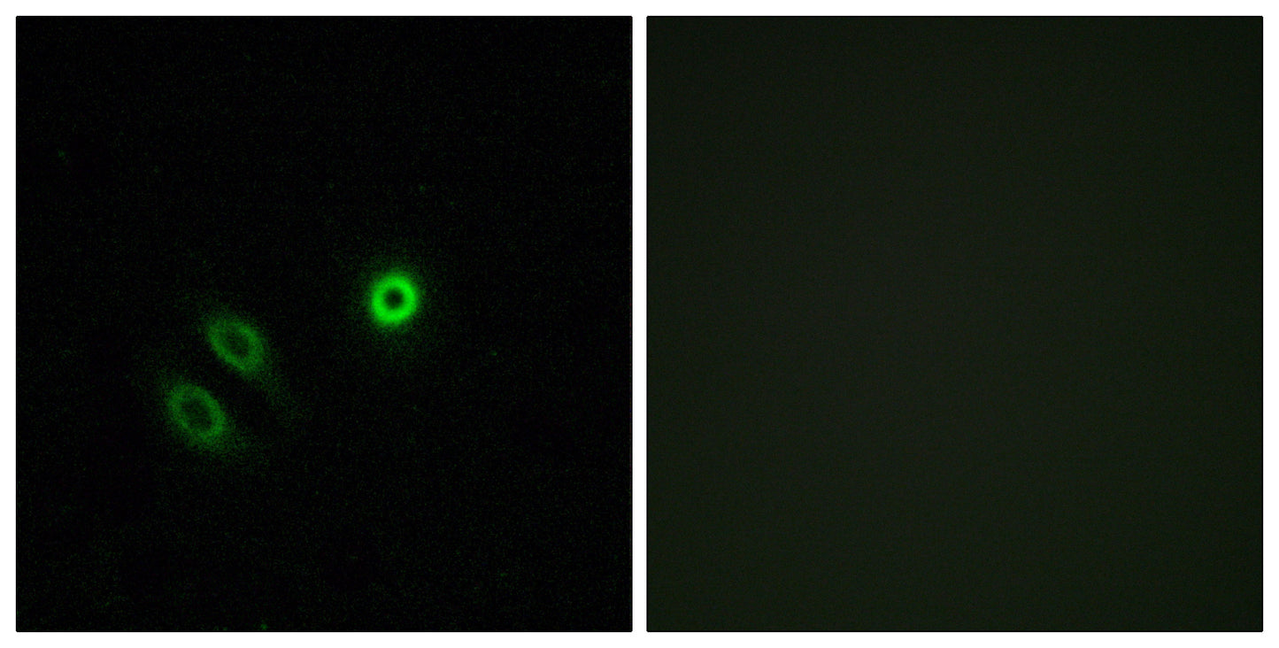 Olfactory receptor 4X1 Rabbit Polyclonal Antibody