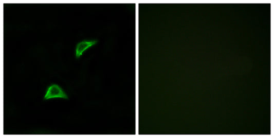 Olfactory receptor 51A4 Rabbit Polyclonal Antibody