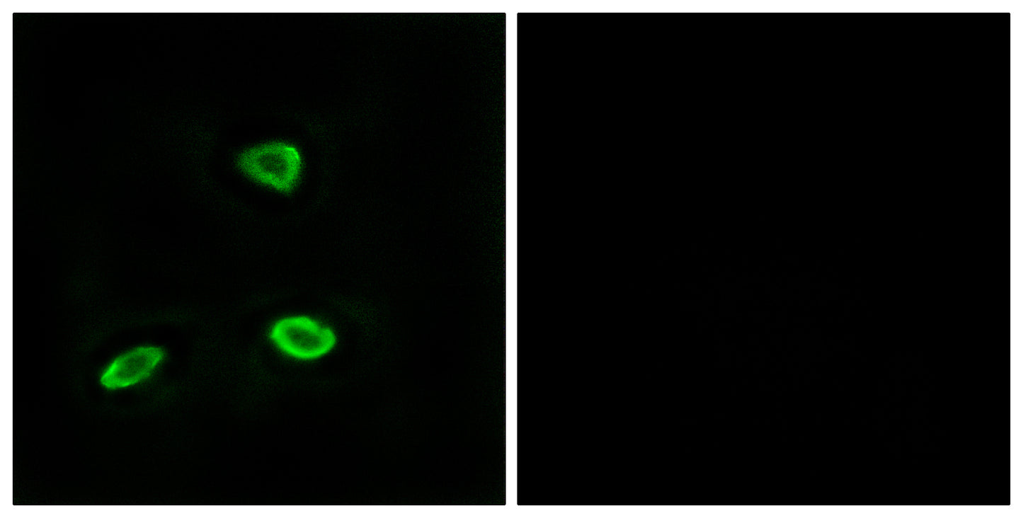 Olfactory receptor 52N1 Rabbit Polyclonal Antibody