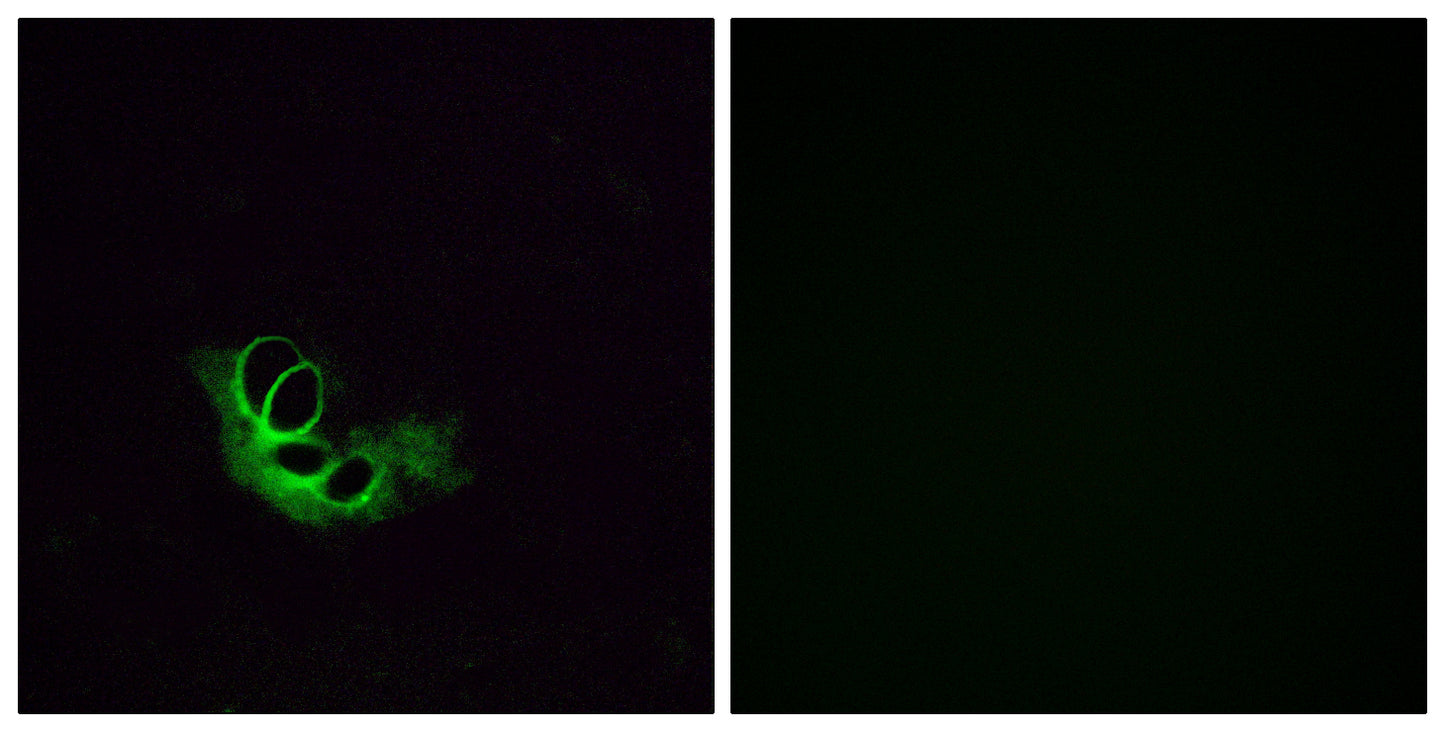 Olfactory receptor 56A1 Rabbit Polyclonal Antibody