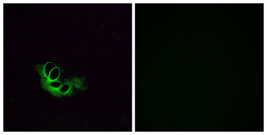 Olfactory receptor 56A1 Rabbit Polyclonal Antibody