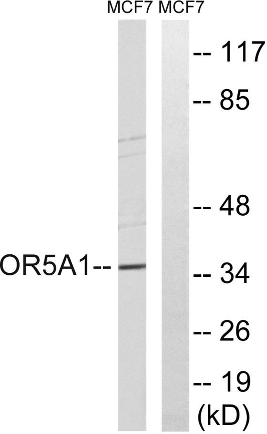 Olfactory receptor 5A1 Rabbit Polyclonal Antibody