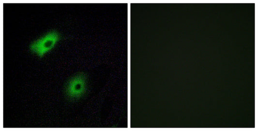 Olfactory receptor 5A2 Rabbit Polyclonal Antibody