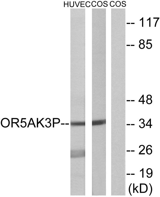 Olfactory receptor 5AK3 Rabbit Polyclonal Antibody