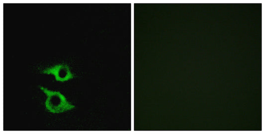 Olfactory receptor 5AP2 Rabbit Polyclonal Antibody