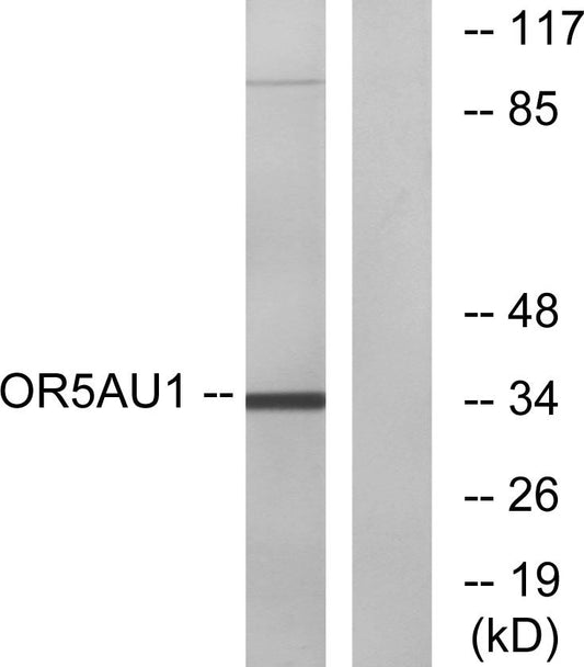 Olfactory receptor 5AU1 Rabbit Polyclonal Antibody