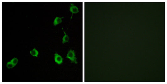 Olfactory receptor 5B12 Rabbit Polyclonal Antibody