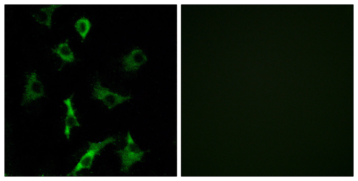 Olfactory receptor 5B3 Rabbit Polyclonal Antibody