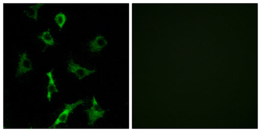Olfactory receptor 5B3 Rabbit Polyclonal Antibody