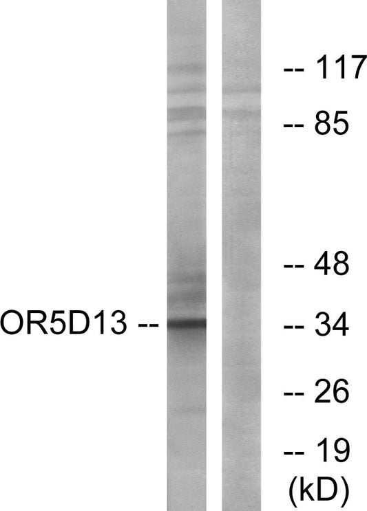 Olfactory receptor 5D13 Rabbit Polyclonal Antibody