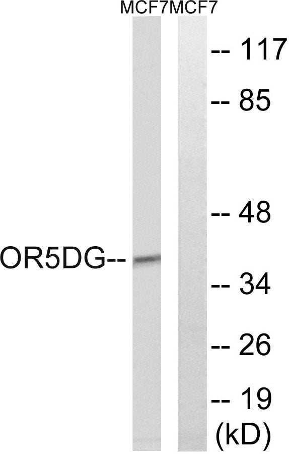 Olfactory receptor 5D16 Rabbit Polyclonal Antibody