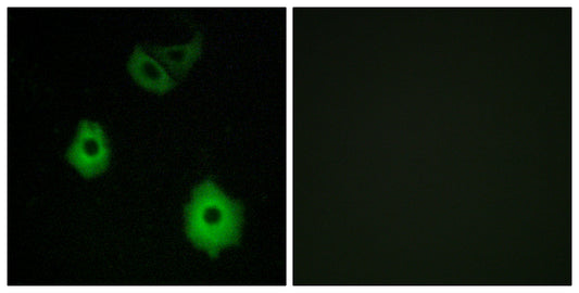 Olfactory receptor 5H6 Rabbit Polyclonal Antibody