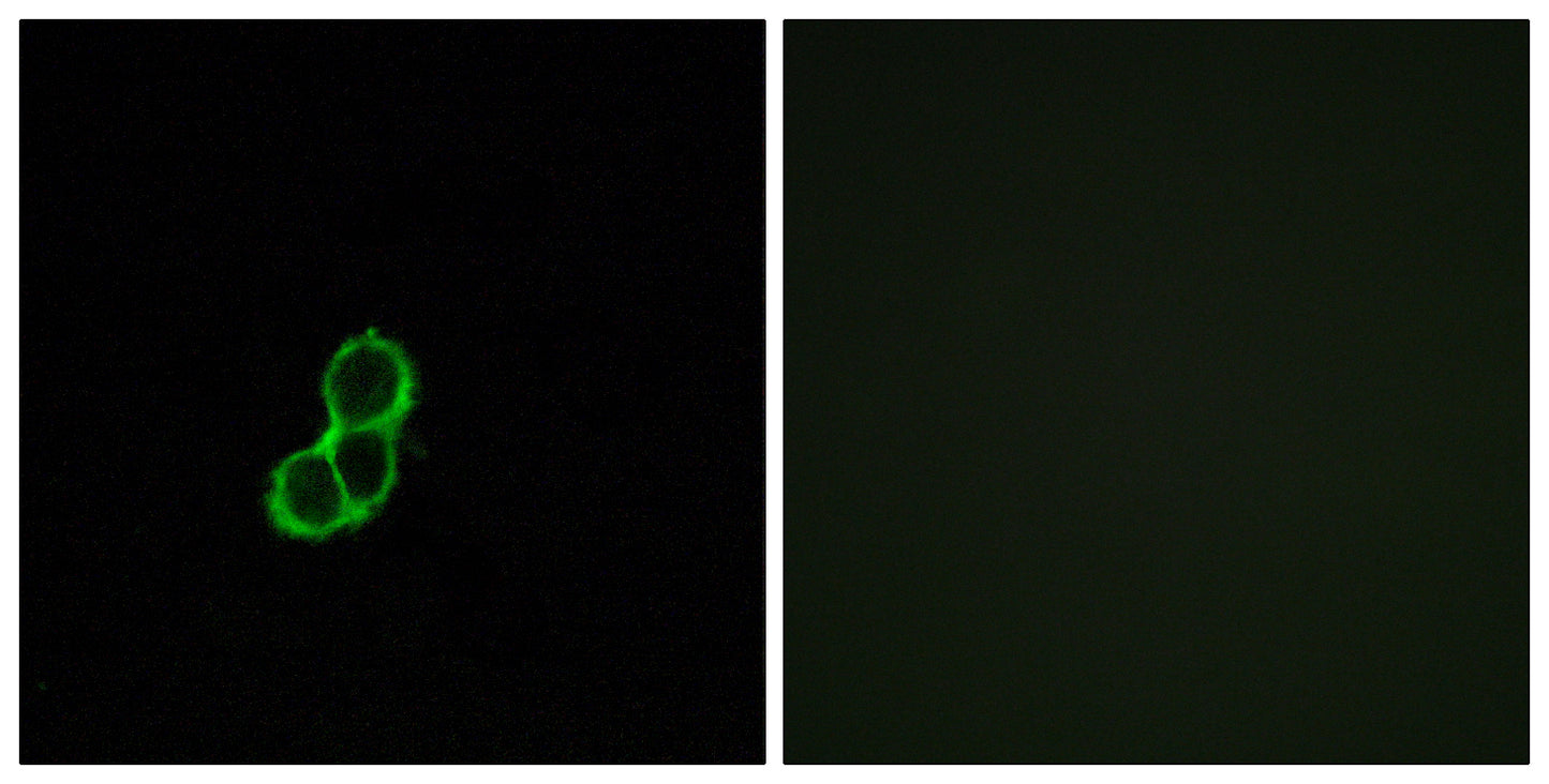 Olfactory receptor 5T3 Rabbit Polyclonal Antibody
