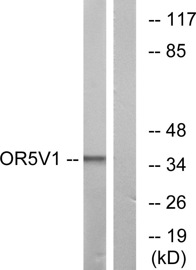 Olfactory receptor 5V1 Rabbit Polyclonal Antibody