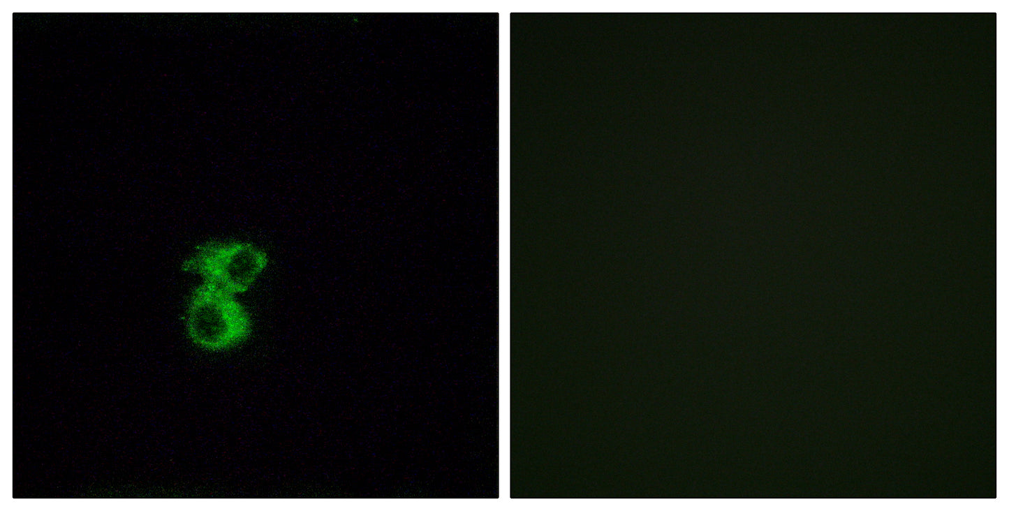 Olfactory receptor 6B2 Rabbit Polyclonal Antibody