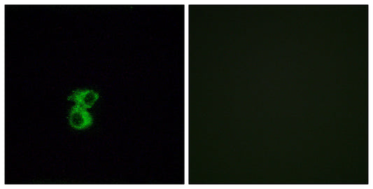 Olfactory receptor 6B2 Rabbit Polyclonal Antibody