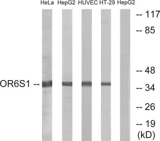 Olfactory receptor 6S1 Rabbit Polyclonal Antibody