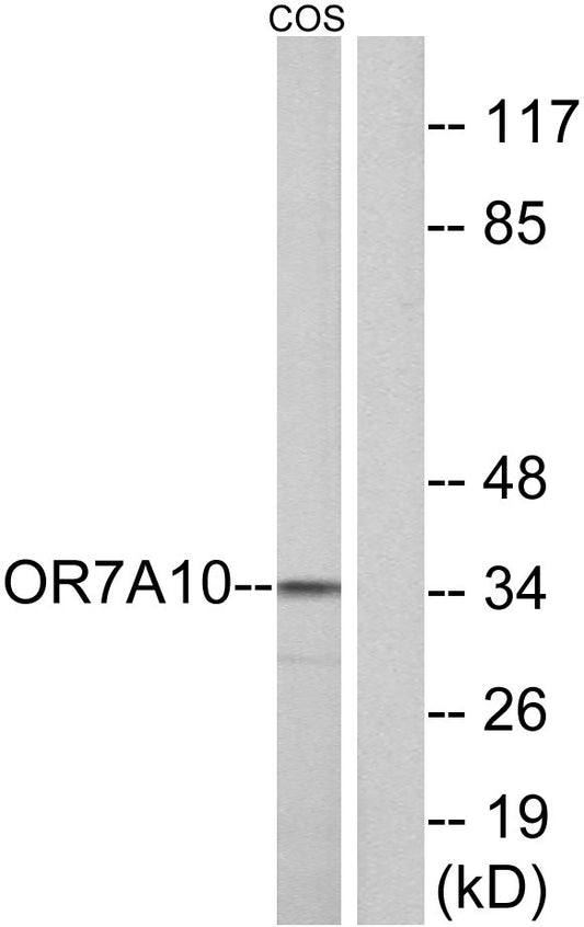 Olfactory receptor 7A10 Rabbit Polyclonal Antibody