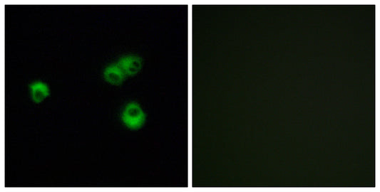 Olfactory receptor 7E5P Rabbit Polyclonal Antibody