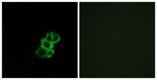 Olfactory receptor 8B4 Rabbit Polyclonal Antibody