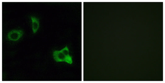 Olfactory receptor 8D1 Rabbit Polyclonal Antibody