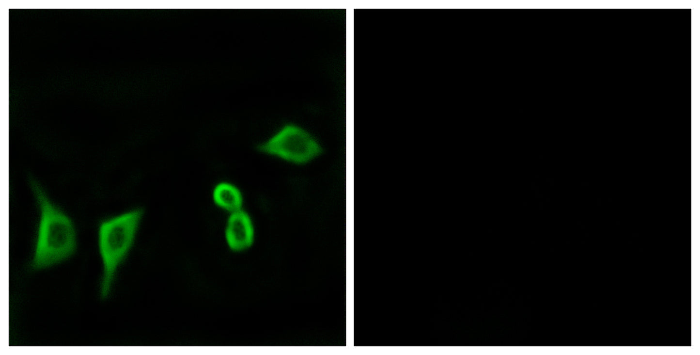 Olfactory receptor 8G2 Rabbit Polyclonal Antibody