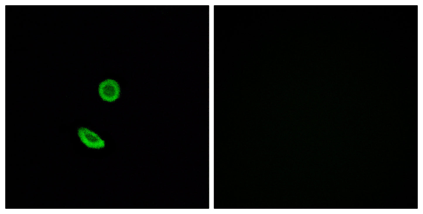 Olfactory receptor 8H2 Rabbit Polyclonal Antibody