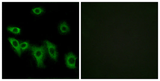Olfactory receptor 8H3 Rabbit Polyclonal Antibody