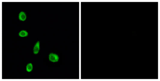 Olfactory receptor 8J1 Rabbit Polyclonal Antibody