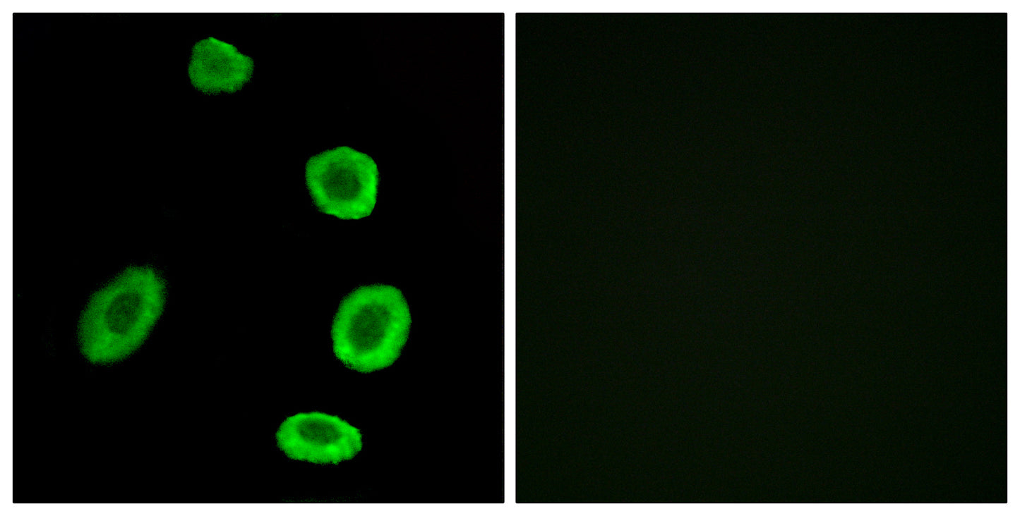 Olfactory receptor 8K1 Rabbit Polyclonal Antibody