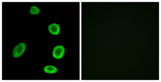 Olfactory receptor 8K1 Rabbit Polyclonal Antibody