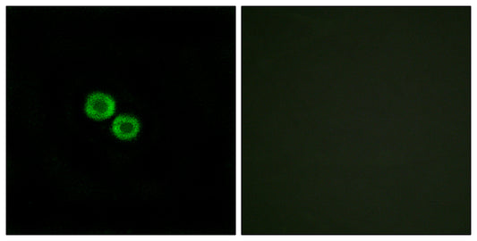 Olfactory receptor 8K3 Rabbit Polyclonal Antibody