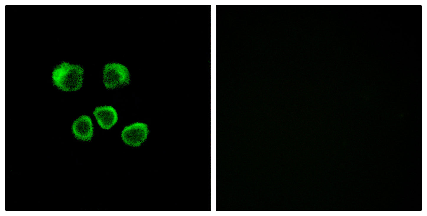 Olfactory receptor 8U1/8/9 Rabbit Polyclonal Antibody