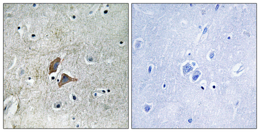 OMG Rabbit Polyclonal Antibody