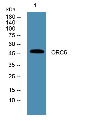 ORC5 Rabbit Polyclonal Antibody