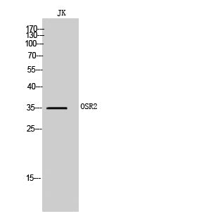 OSR2 Rabbit Polyclonal Antibody