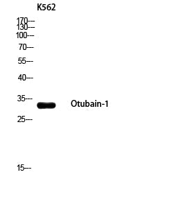 Otubain-1 Rabbit Polyclonal Antibody