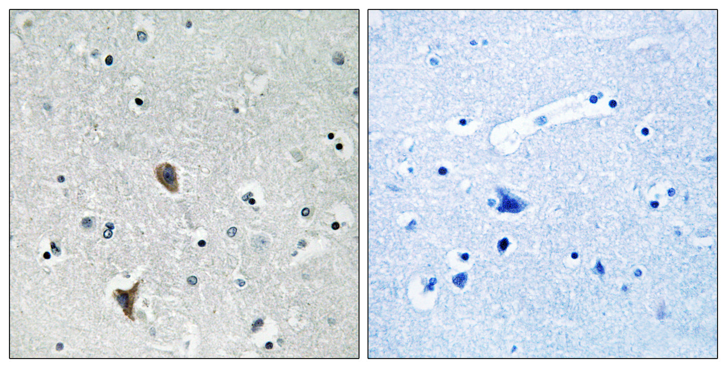 Oxr1 Rabbit Polyclonal Antibody