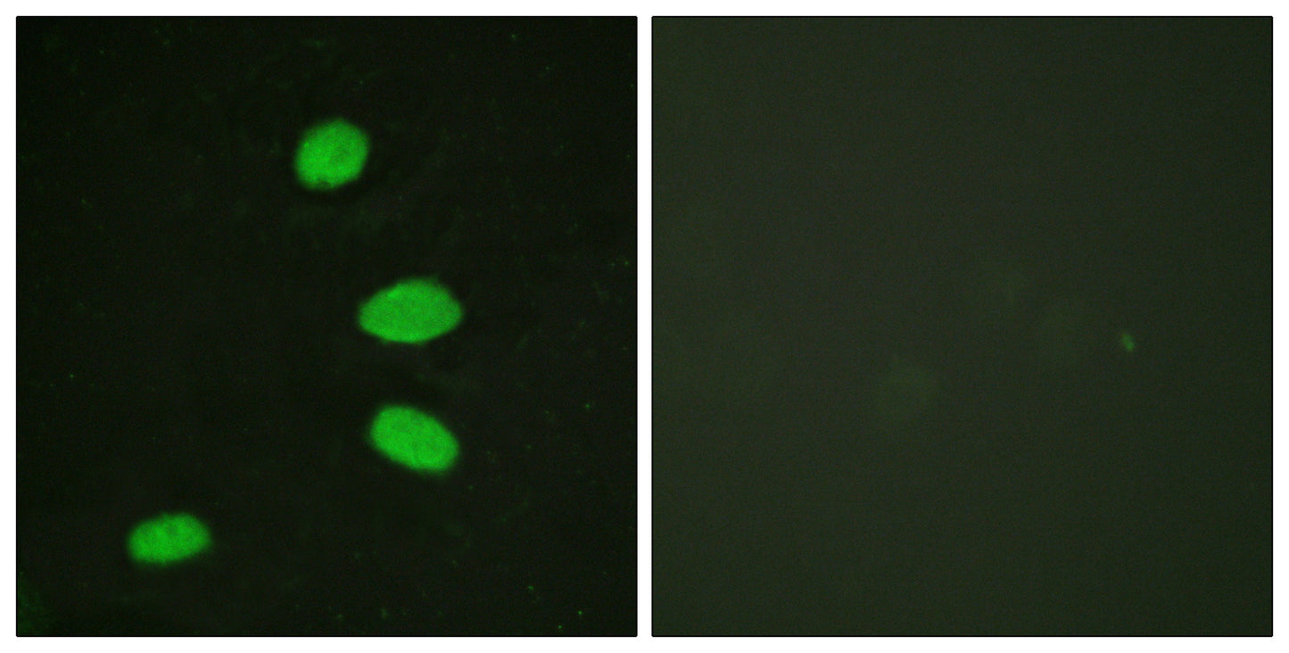 p130 Rabbit Polyclonal Antibody