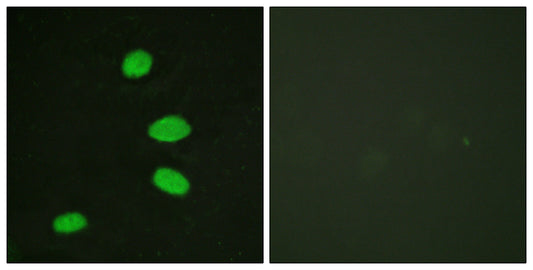 p130 Rabbit Polyclonal Antibody