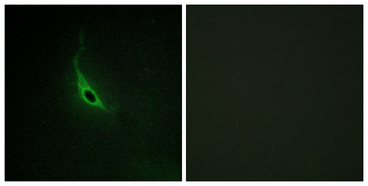 p164-RhoGEF Rabbit Polyclonal Antibody