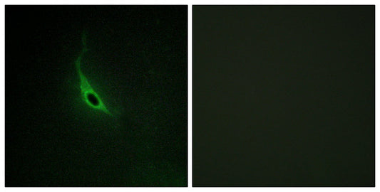 p164-RhoGEF Rabbit Polyclonal Antibody